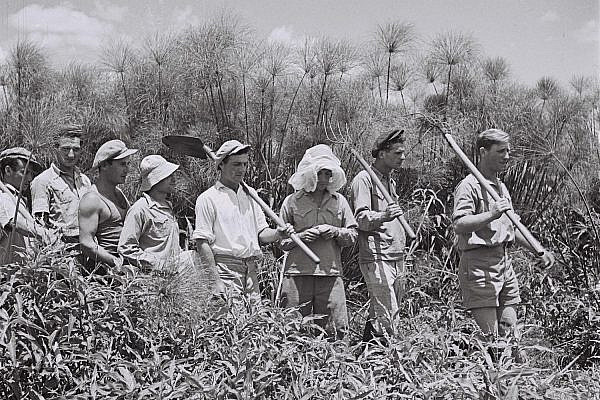 Members of Kibbutz Amir working in the Papyrus thicket of the Hula Swamps, June 30, 1940. (Kluger Zoltan/GPO)