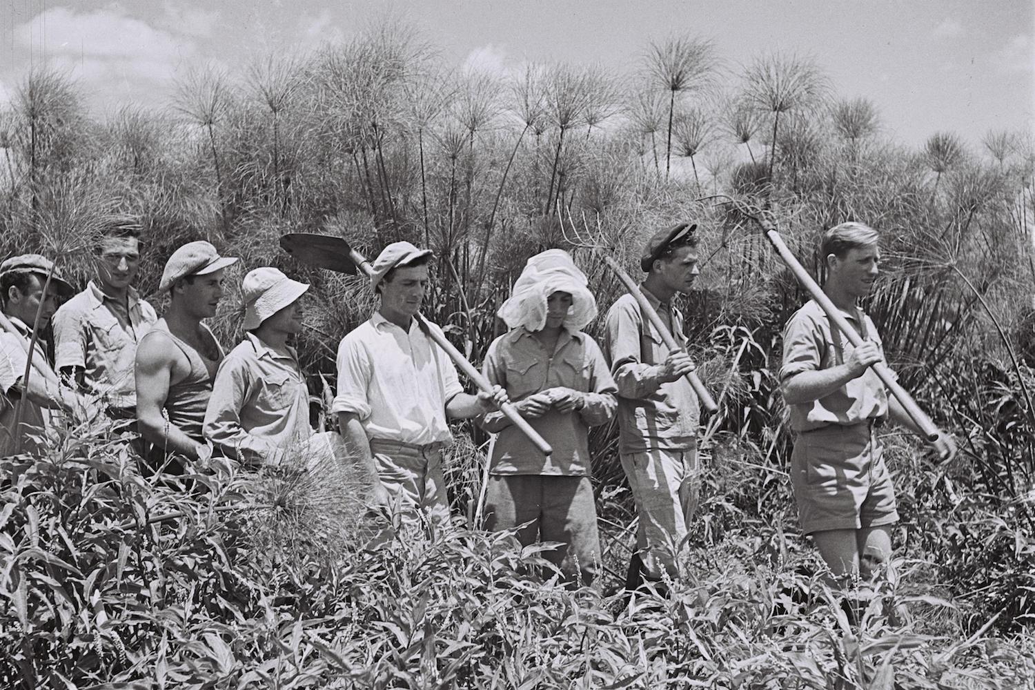 Members of Kibbutz Amir working in the Papyrus thicket of the Hula Swamps, June 30, 1940. (Kluger Zoltan/GPO)