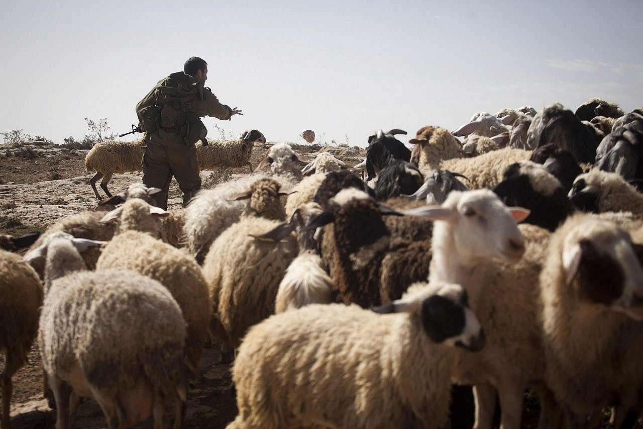 An Israeli soldier throws stones at sheep to disperse them, Umm al Arayes, South Hebron Hills, West Bank, January 26, 2013. (Oren Ziv/Activestills)