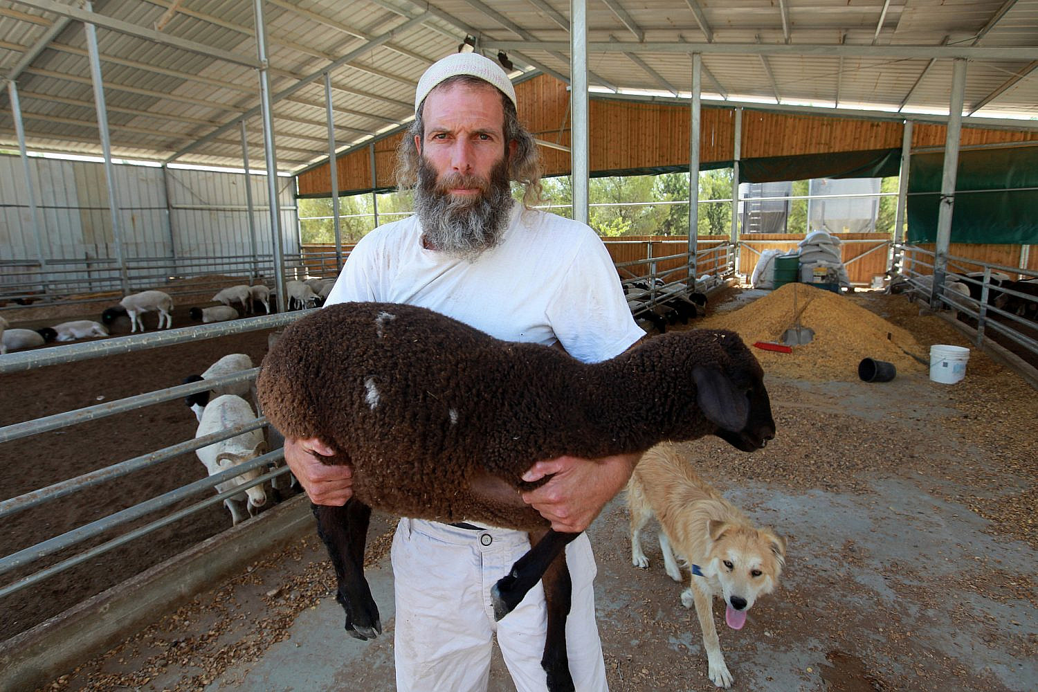 Settler and farmer Yehoshafat Tor holds up his sheep in Ma'on Farm, a settlement outpost in the South Hebron Hills, West Bank, July 26, 2009. (Nati Shohat/Flash90)