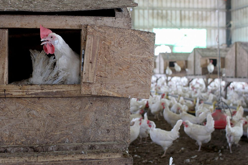 Chicken inside a chicken barn at the Givat Olam organic farm, near the Jewish settlement of Itamar, West Bank, April 9, 2012. (Nati Shohat/Flas90)