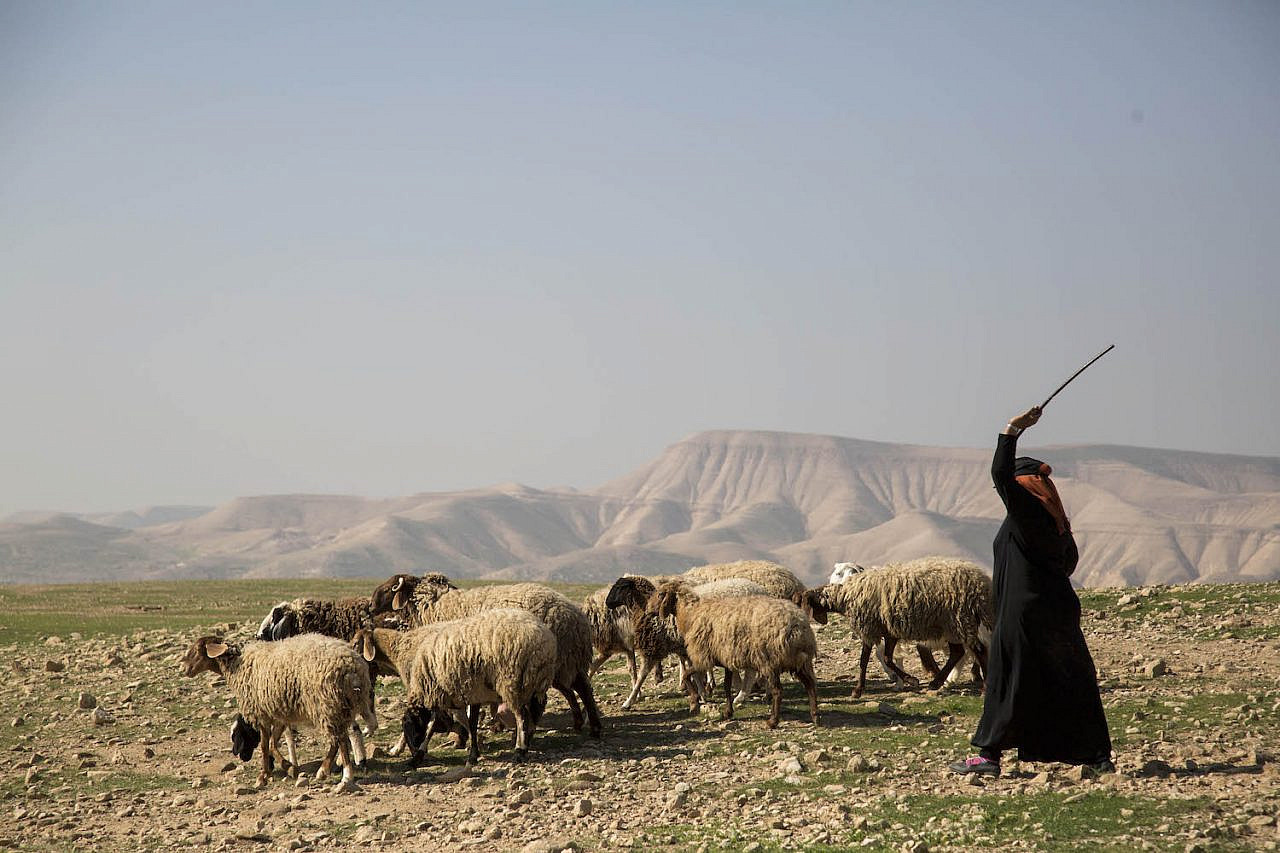 A Palestinian shepherd seen with her flock in the Jordan Valley, February 6, 2020. (Keren Manor/Activestills.org)