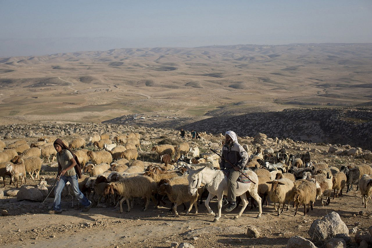 View of shepherds herding their sheep near West Bank village of Jinba, South Hebron hills, January 26, 2013. (Oren Ziv/Activestills)