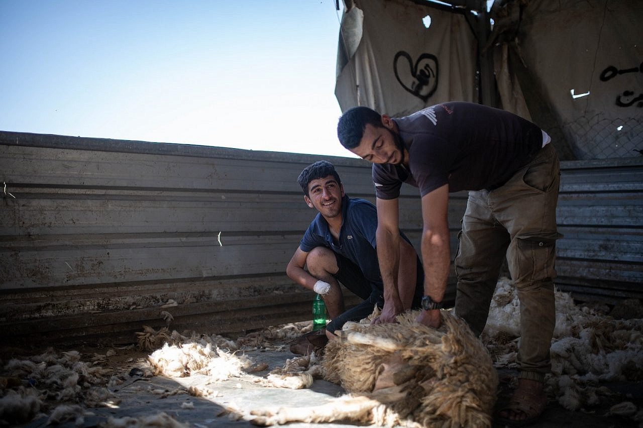 Muhammad Makhamreh (left) and his neighbor shear a sheep in the village of Al-Mirkez, Masafer Yatta, June 22, 2022. (Emily Glick)