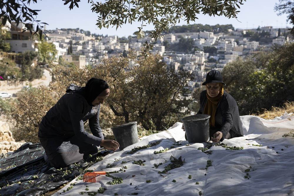 Palestinian women harvest olives in Wadi Rababa, East Jerusalem, October 8, 2022. (Oren Ziv)