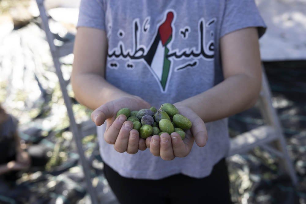 Palestinians harvest olives in Wadi Rababa, East Jerusalem, October 8, 2022. (Oren Ziv)