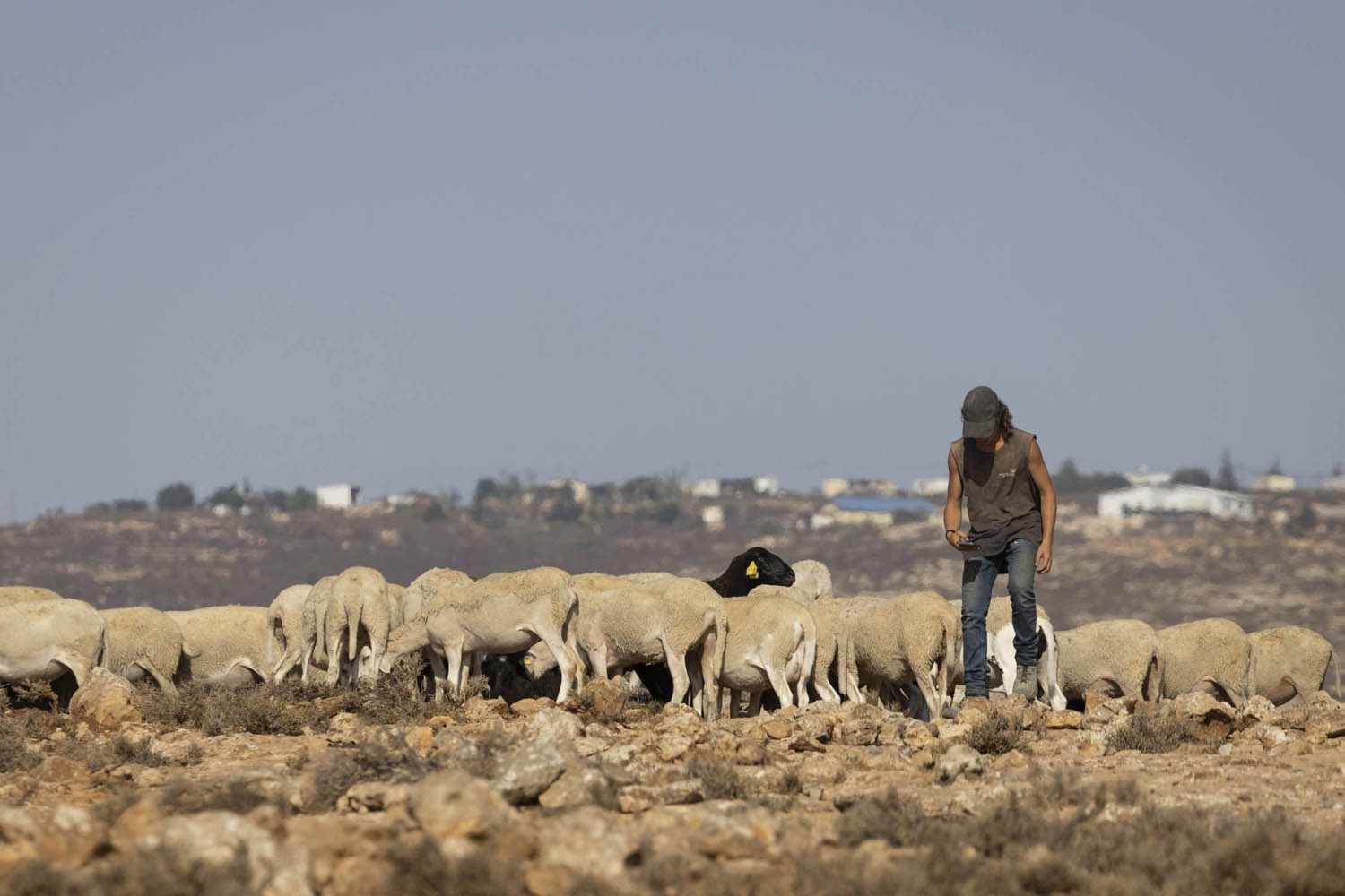 Israeli settler with grazing sheep near the Palestinian village of Ein al-Rashash. (Oren Ziv)