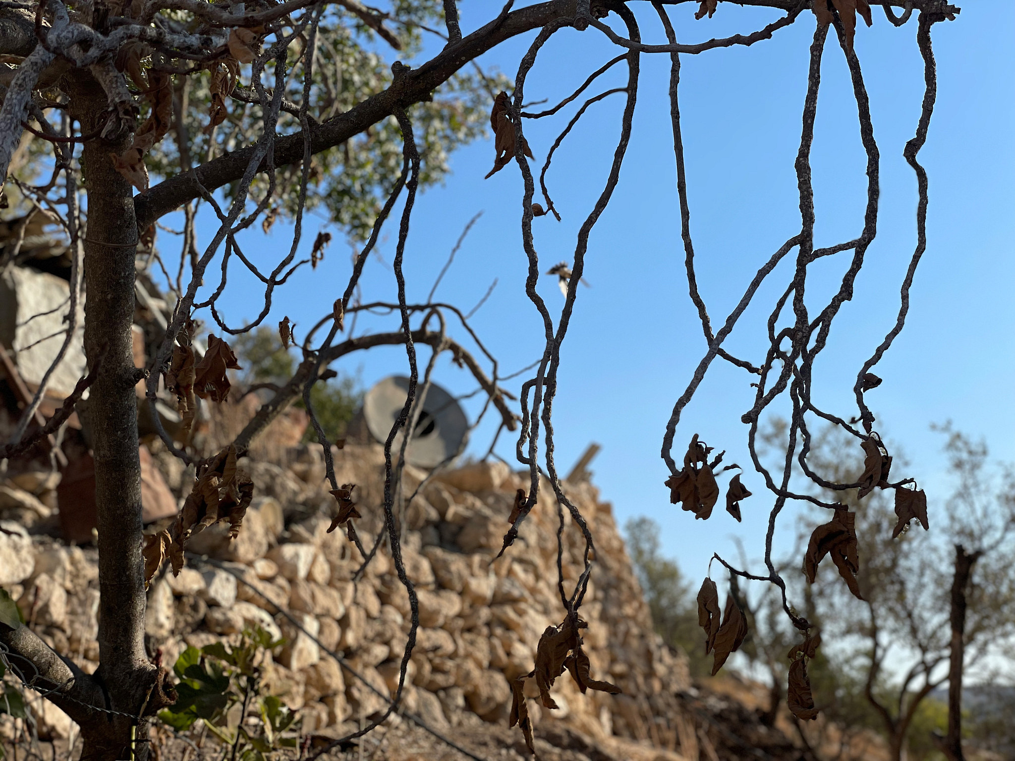 Dried fig tree in Khirbet Ar-Ratheem due to the lack of water, West Bank. (Natasha Westheimer)