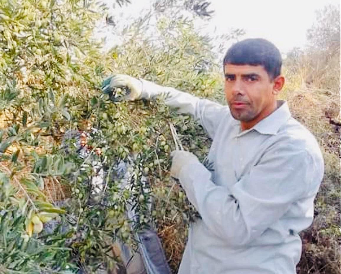 Bilal Saleh harvesting olives one week before he was killed, As-Sawiya, occupied West Bank, October 26, 2023. (Courtesy)