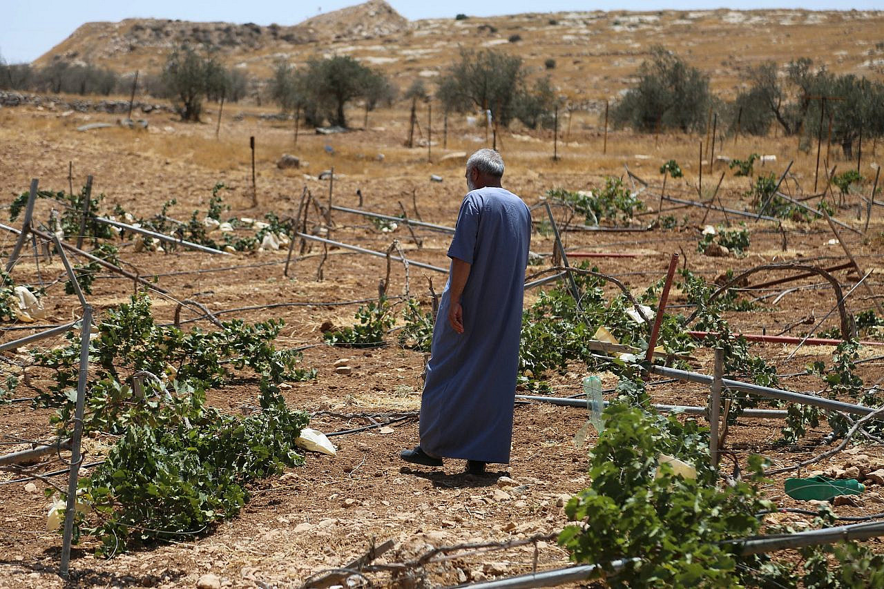 A Palestinian man surveys the damage caused by Israeli settlers in his vineyard in Susiya, in the South Hebron Hills, occupied West Bank. (Mosab Shawer)