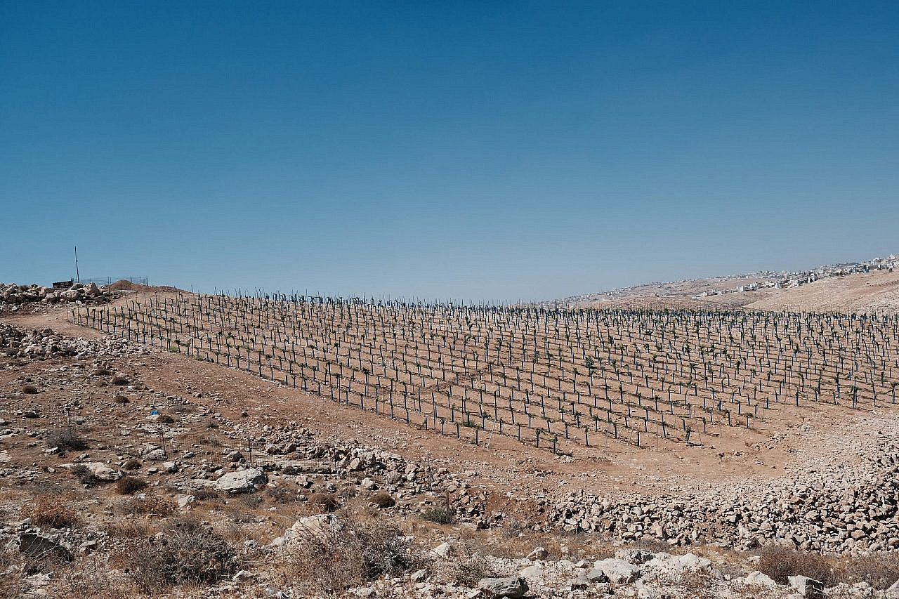 A recently planted vineyard close to the ethnically cleansed Palestinian community of Zanuta in the South Hebron Hills. (Marta Vidal)